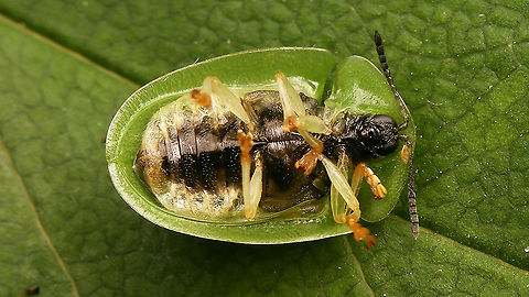 Cassida viridis - Ventral  Cassida,Cassida viridis,Cassidinae,Cassidini,Chrysomelidae,Chrysomeloidea,Cucujiformia,Green Tortoise Beetle,Green tortoise beetle,Odontionycha,nl: Muntschildpadtor