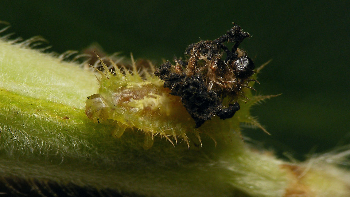 Cassida viridis - Larva The larvae of Cassida viridis carry a camouflage shield made of old skins and faeces (generally addressed by the German word &quot;Kotmaske&quot;)  Camouflage,Cassida,Cassida viridis,Cassidinae,Cassidini,Chrysomelidae,Chrysomeloidea,Cucujiformia,Green Tortoise Beetle,Green tortoise beetle,Kotmaske,Odontionycha,cassida viridis,nl: Muntschildpadtor
