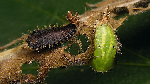 Cassida viridis - Parasitized larva and teneral pupa The brown one is a (dead) larva, now a brood chamber for a parasitoid wasp.
The green one is a healthy fresh/teneral pupa. Cassida,Cassida viridis,Cassidinae,Cassidini,Chrysomelidae,Chrysomeloidea,Cucujiformia,Green Tortoise Beetle,Larva,Odontionycha,Parasitoid wasp,Pupa,Teneral,nl: Muntschildpadtor