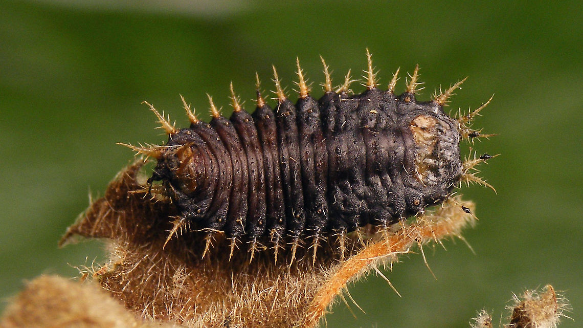 Cassida viridis - Parasitized larva Two parasitized larvae from the same location later rendered a dozen or so of these little wasp:<br />
<figure class="photo"><a href="https://www.jungledragon.com/image/118251/holcotetrastichus_rhosaces_walker_1839.html" title="Holcotetrastichus rhosaces (Walker, 1839)"><img src="https://s3.amazonaws.com/media.jungledragon.com/images/3043/118251_thumb.jpg?AWSAccessKeyId=05GMT0V3GWVNE7GGM1R2&Expires=1767225610&Signature=BShPVJpL8KtYFT2Yav35o6xRfRw%3D" width="200" height="114" alt="Holcotetrastichus rhosaces (Walker, 1839) Det. Sandrine Ulenberg based on collection specimen sent to her (thanks Sandrine! :o)<br />
Another one from the same batch:<br />
https://www.jungledragon.com/image/118252/holcotetrastichus_rhosaces_-_wing_structure.html<br />
Reared from this larva of Cassida viridis<br />
https://www.jungledragon.com/image/118250/cassida_viridis_-_parasited_larva.html Apocrita,Chalcidoidea,Eulophidae,Holcotetrastichus,Holcotetrastichus rhosaces,Hymenoptera,Insecta,Parasitoid wasp,Tetrastichinae" /></a></figure>  Cassida,Cassida viridis,Cassidinae,Cassidini,Chrysomelidae,Chrysomeloidea,Cucujiformia,Green Tortoise Beetle,Green tortoise beetle,Larva,Odontionycha,Parasitoid wasp,nl: Muntschildpadtor