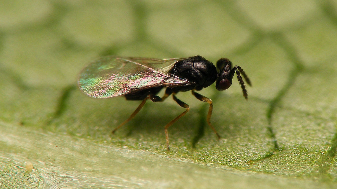 Holcotetrastichus rhosaces (Walker, 1839) Det. Sandrine Ulenberg based on collection specimen sent to her (thanks Sandrine! :o)<br />
Another one from the same batch:<br />
<figure class="photo"><a href="https://www.jungledragon.com/image/118252/holcotetrastichus_rhosaces_-_wing_structure.html" title="Holcotetrastichus rhosaces - Wing structure"><img src="https://s3.amazonaws.com/media.jungledragon.com/images/3043/118252_thumb.jpg?AWSAccessKeyId=05GMT0V3GWVNE7GGM1R2&Expires=1763596810&Signature=WppktOTzVFcZA9PcT25h0w0z%2BeU%3D" width="200" height="150" alt="Holcotetrastichus rhosaces - Wing structure Det. Sandrine Ulenberg based on collection specimen sent to her (thanks Sandrine! :o)<br />
Another one from the same batch:<br />
https://www.jungledragon.com/image/118251/holcotetrastichus_rhosaces_walker_1839.html<br />
Reared from this larva of Cassida viridis<br />
https://www.jungledragon.com/image/118250/cassida_viridis_-_parasited_larva.html Apocrita,Chalcidoidea,Eulophidae,Holcotetrastichus,Holcotetrastichus rhosaces,Hymenoptera,Insecta,Parasitoid wasp,Tetrastichinae" /></a></figure><br />
Reared from this larva of Cassida viridis<br />
<figure class="photo"><a href="https://www.jungledragon.com/image/118250/cassida_viridis_-_parasitized_larva.html" title="Cassida viridis - Parasitized larva"><img src="https://s3.amazonaws.com/media.jungledragon.com/images/3043/118250_thumb.jpg?AWSAccessKeyId=05GMT0V3GWVNE7GGM1R2&Expires=1763596810&Signature=gnV46EjVs4FPAO6JLcv3jpYpCn0%3D" width="200" height="114" alt="Cassida viridis - Parasitized larva Two parasitized larvae from the same location later rendered a dozen or so of these little wasp:<br />
https://www.jungledragon.com/image/118251/holcotetrastichus_rhosaces_walker_1839.html  Cassida,Cassida viridis,Cassidinae,Cassidini,Chrysomelidae,Chrysomeloidea,Cucujiformia,Green Tortoise Beetle,Green tortoise beetle,Larva,Odontionycha,Parasitoid wasp,nl: Muntschildpadtor" /></a></figure> Apocrita,Chalcidoidea,Eulophidae,Holcotetrastichus,Holcotetrastichus rhosaces,Hymenoptera,Insecta,Parasitoid wasp,Tetrastichinae