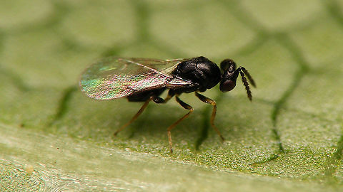 Holcotetrastichus rhosaces (Walker, 1839) Det. Sandrine Ulenberg based on collection specimen sent to her (thanks Sandrine! :o)
Another one from the same batch:
https://www.jungledragon.com/image/118252/holcotetrastichus_rhosaces_-_wing_structure.html
Reared from this larva of Cassida viridis
https://www.jungledragon.com/image/118250/cassida_viridis_-_parasited_larva.html Apocrita,Chalcidoidea,Eulophidae,Holcotetrastichus,Holcotetrastichus rhosaces,Hymenoptera,Insecta,Parasitoid wasp,Tetrastichinae