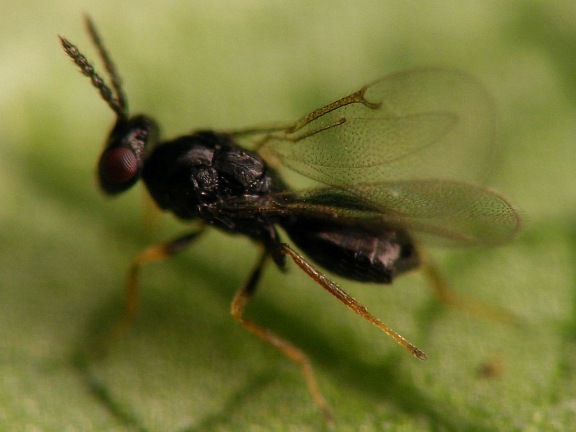 Holcotetrastichus rhosaces - Wing structure Det. Sandrine Ulenberg based on collection specimen sent to her (thanks Sandrine! :o)<br />
Another one from the same batch:<br />
<figure class="photo"><a href="https://www.jungledragon.com/image/118251/holcotetrastichus_rhosaces_walker_1839.html" title="Holcotetrastichus rhosaces (Walker, 1839)"><img src="https://s3.amazonaws.com/media.jungledragon.com/images/3043/118251_thumb.jpg?AWSAccessKeyId=05GMT0V3GWVNE7GGM1R2&Expires=1770854410&Signature=t%2FZLiGDQWx3z%2Fe4qqc2QFK%2FTAYw%3D" width="200" height="114" alt="Holcotetrastichus rhosaces (Walker, 1839) Det. Sandrine Ulenberg based on collection specimen sent to her (thanks Sandrine! :o)<br />
Another one from the same batch:<br />
https://www.jungledragon.com/image/118252/holcotetrastichus_rhosaces_-_wing_structure.html<br />
Reared from this larva of Cassida viridis<br />
https://www.jungledragon.com/image/118250/cassida_viridis_-_parasited_larva.html Apocrita,Chalcidoidea,Eulophidae,Holcotetrastichus,Holcotetrastichus rhosaces,Hymenoptera,Insecta,Parasitoid wasp,Tetrastichinae" /></a></figure><br />
Reared from this larva of Cassida viridis<br />
<figure class="photo"><a href="https://www.jungledragon.com/image/118250/cassida_viridis_-_parasitized_larva.html" title="Cassida viridis - Parasitized larva"><img src="https://s3.amazonaws.com/media.jungledragon.com/images/3043/118250_thumb.jpg?AWSAccessKeyId=05GMT0V3GWVNE7GGM1R2&Expires=1770854410&Signature=L9H%2BmVXP4I%2Fapqgsij2%2F8%2Fd6lJk%3D" width="200" height="114" alt="Cassida viridis - Parasitized larva Two parasitized larvae from the same location later rendered a dozen or so of these little wasp:<br />
https://www.jungledragon.com/image/118251/holcotetrastichus_rhosaces_walker_1839.html  Cassida,Cassida viridis,Cassidinae,Cassidini,Chrysomelidae,Chrysomeloidea,Cucujiformia,Green Tortoise Beetle,Green tortoise beetle,Larva,Odontionycha,Parasitoid wasp,nl: Muntschildpadtor" /></a></figure> Apocrita,Chalcidoidea,Eulophidae,Holcotetrastichus,Holcotetrastichus rhosaces,Hymenoptera,Insecta,Parasitoid wasp,Tetrastichinae