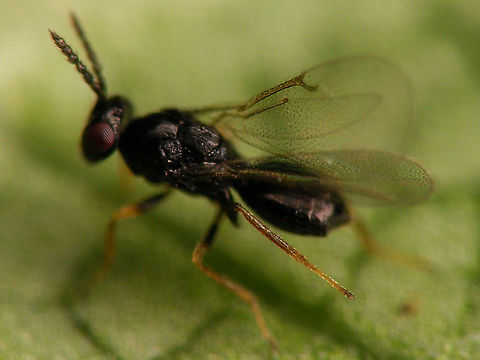 Holcotetrastichus rhosaces - Wing structure Det. Sandrine Ulenberg based on collection specimen sent to her (thanks Sandrine! :o)
Another one from the same batch:
https://www.jungledragon.com/image/118251/holcotetrastichus_rhosaces_walker_1839.html
Reared from this larva of Cassida viridis
https://www.jungledragon.com/image/118250/cassida_viridis_-_parasited_larva.html Apocrita,Chalcidoidea,Eulophidae,Holcotetrastichus,Holcotetrastichus rhosaces,Hymenoptera,Insecta,Parasitoid wasp,Tetrastichinae