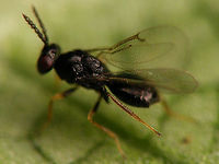 Holcotetrastichus rhosaces - Wing structure Det. Sandrine Ulenberg based on collection specimen sent to her (thanks Sandrine! :o)<br />
Another one from the same batch:<br />
https://www.jungledragon.com/image/118251/holcotetrastichus_rhosaces_walker_1839.html<br />
Reared from this larva of Cassida viridis<br />
https://www.jungledragon.com/image/118250/cassida_viridis_-_parasited_larva.html Apocrita,Chalcidoidea,Eulophidae,Holcotetrastichus,Holcotetrastichus rhosaces,Hymenoptera,Insecta,Parasitoid wasp,Tetrastichinae