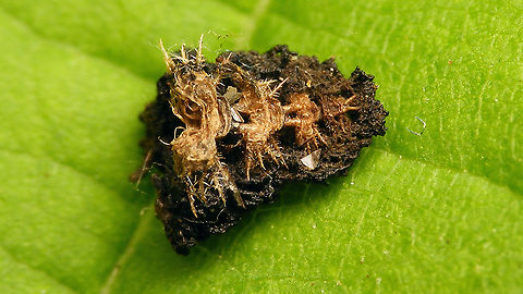 Kotmaske - Ventral view This is the "Kotmaske" of some Cassida sp. (ID pending), seen "from below", to show that a "Kotmaske" is in fact a "Hautmaske" covered with faeces. The four previous larval skins are clearly showing under (now on top of) the rest of the camouflage shield consisting of (mostly) excrements. Camouflage,Cassida,Cassidinae,Cassidini,Chrysomelidae,Chrysomeloidea,Cucujiformia,Kotmaske