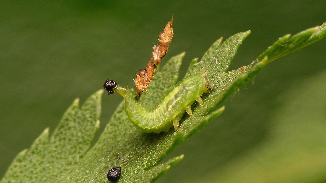 Cassida stigmatica - Larva with Hautmaske, keeping it clean The larvae of Cassida stigmatica carry a &quot;Hautmaske&quot; (Skin mask) - a camouflage shield consisting of only the old larval skins from previous moults, without added excrements/faeces. In other species the old skins are additionally covered with the poo that this larva is clearly steering away from the shield. When skins and excrements are combined in the camouflage shield, this is addressed as a &quot;Kotmaske&quot; (Poo mask).<br />
 Camouflage,Cassida,Cassida stigmatica,Cassidinae,Cassidini,Chrysomelidae,Cucujiformia,Hautmaske,Larva,Tanacetum vulgare,nl: Boerenwormkruid