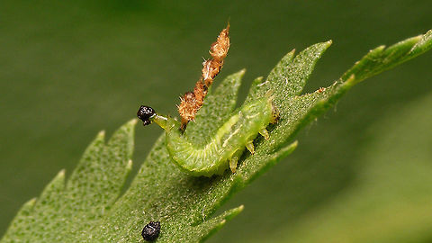 Cassida stigmatica - Larva with Hautmaske, keeping it clean The larvae of Cassida stigmatica carry a "Hautmaske" (Skin mask) - a camouflage shield consisting of only the old larval skins from previous moults, without added excrements/faeces. In other species the old skins are additionally covered with the poo that this larva is clearly steering away from the shield. When skins and excrements are combined in the camouflage shield, this is addressed as a "Kotmaske" (Poo mask).
 Camouflage,Cassida,Cassida stigmatica,Cassidinae,Cassidini,Chrysomelidae,Cucujiformia,Hautmaske,Larva,Tanacetum vulgare,nl: Boerenwormkruid