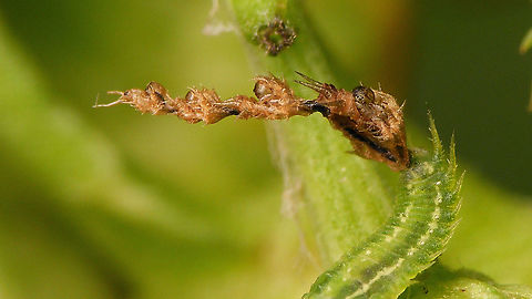 Hautmaske (Cassida stigmatica) Close-up of the "Hautmaske" (skin mask) on a larva of Cassida stigmatica.
This camouflage shield consists of (only) the skins of the previous larval stadia. In each stadium the shield is carried on a tall "fork" dorsally at the end of the abdomen. The "fork" is part of the skin and hence also is stripped (including the old shield). So, after moulting, each previous skin is still attached/carried by the fork of the next skin.
Also see https://www.jungledragon.com/tag/39425/kotmaske.html Camouflage,Cassida,Cassida stigmatica,Cassidinae,Cassidini,Chrysomelidae,Cucujiformia,Hautmaske,Larva