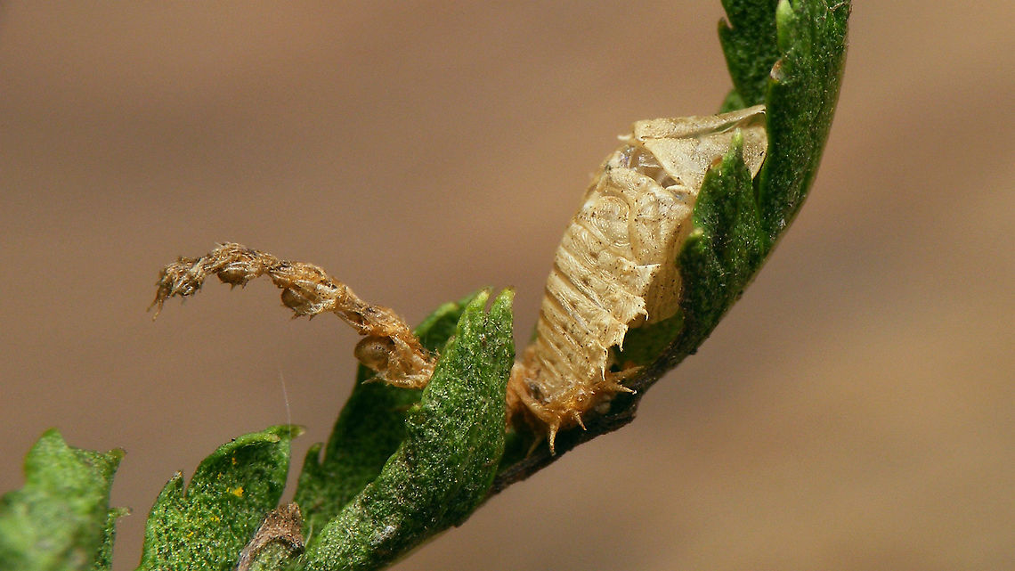 Cassida stigmatica - Exuviae of pupa Most species drop the defensive shield before pupating, here the &quot;Hautmaske&quot; was still on the pupa or in effect on its exuviae after the beetle had emerged, Camouflage,Cassida,Cassida stigmatica,Cassidinae,Cassidini,Chrysomelidae,Cucujiformia,Exuviae,Hautmaske,Pupa,Tortoise beetle