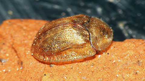 Hypocassida subferruginea (Schrank, 1776) Very mediocre older images (2014), but all I have for this species ...
https://www.jungledragon.com/image/118285/hypocassida_subferruginea_-_ventral.html Cassidinae,Cassidini,Chrysomelidae,Chrysomeloidea,Cucujiformia,France,Geotagged,Hypocassida,Hypocassida subferruginea