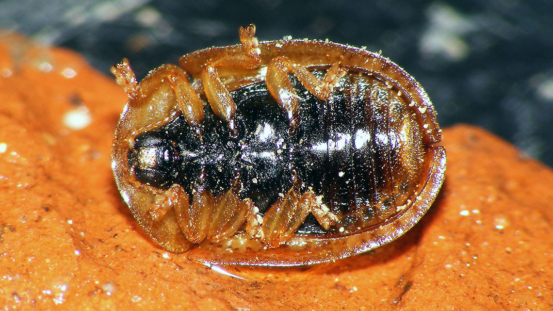 Hypocassida subferruginea - Ventral Very mediocre older images (2014), but all I have for this species ...<br />
<figure class="photo"><a href="https://www.jungledragon.com/image/118284/hypocassida_subferruginea_schrank_1776.html" title="Hypocassida subferruginea (Schrank, 1776)"><img src="https://s3.amazonaws.com/media.jungledragon.com/images/3043/118284_thumb.jpg?AWSAccessKeyId=05GMT0V3GWVNE7GGM1R2&Expires=1767225610&Signature=R6YCpWSglYaKJGSSjBsARYyqryk%3D" width="200" height="114" alt="Hypocassida subferruginea (Schrank, 1776) Very mediocre older images (2014), but all I have for this species ...<br />
https://www.jungledragon.com/image/118285/hypocassida_subferruginea_-_ventral.html Cassidinae,Cassidini,Chrysomelidae,Chrysomeloidea,Cucujiformia,France,Geotagged,Hypocassida,Hypocassida subferruginea" /></a></figure> Cassidinae,Cassidini,Chrysomelidae,Chrysomeloidea,Cucujiformia,France,Geotagged,Hypocassida,Hypocassida subferruginea
