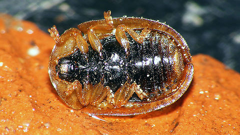 Hypocassida subferruginea - Ventral Very mediocre older images (2014), but all I have for this species ...
https://www.jungledragon.com/image/118284/hypocassida_subferruginea_schrank_1776.html Cassidinae,Cassidini,Chrysomelidae,Chrysomeloidea,Cucujiformia,France,Geotagged,Hypocassida,Hypocassida subferruginea