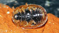 Hypocassida subferruginea - Ventral Very mediocre older images (2014), but all I have for this species ...<br />
https://www.jungledragon.com/image/118284/hypocassida_subferruginea_schrank_1776.html Cassidinae,Cassidini,Chrysomelidae,Chrysomeloidea,Cucujiformia,France,Geotagged,Hypocassida,Hypocassida subferruginea
