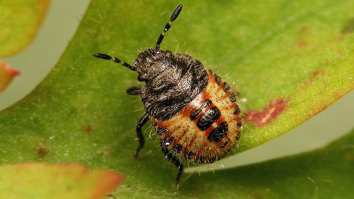Dolycoris baccarum - Nymph (3rd. std.) Third stadium nymph of the Sloe bug (Dolycoris baccarum) on Herb robert (Geranium robertianum) Carpocorini,Dolycoris,Dolycoris baccarum,Geranium robertianum,Jane's garden,Netherlands,Pentatomidae,Pentatominae,Sloe bug,nl: Bessenschildwants,nl: Robertskruid,nymph,true bug