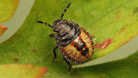 Dolycoris baccarum - Nymph (3rd. std.) Third stadium nymph of the Sloe bug (Dolycoris baccarum) on Herb robert (Geranium robertianum) Carpocorini,Dolycoris,Dolycoris baccarum,Geranium robertianum,Jane's garden,Netherlands,Pentatomidae,Pentatominae,Sloe bug,nl: Bessenschildwants,nl: Robertskruid,nymph,true bug