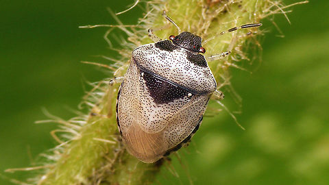 Stagonomus venustissimus - Teneral imago One of last year's images ... not very, very teneral but clearly still in the process of gaining colour. Eysarcorini,Eysarcoris,Eysarcoris venustissimus,Heteroptera,Jane's garden,Pentatomidae,Pentatominae,Stagonomus venustissimus,Teneral,Woundwort shieldbug,nl: Andoornschildwants