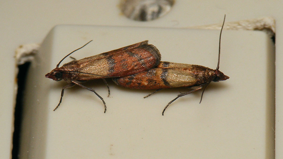 Getting all exited over a light switch  Indian mealmoth,Lepidoptera,Moth,Phycitinae,Phycitini,Plodia,Plodia interpunctella,Pyralidae,Pyraloidea,copulation,nl: Indische meelmot