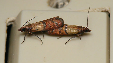 Getting all exited over a light switch  Indian mealmoth,Lepidoptera,Moth,Phycitinae,Phycitini,Plodia,Plodia interpunctella,Pyralidae,Pyraloidea,copulation,nl: Indische meelmot