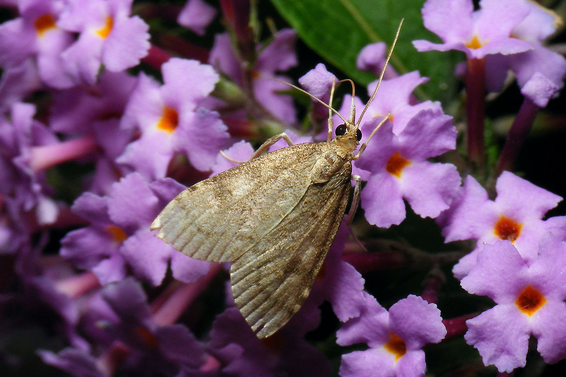 Udea prunalis At night on Buddleja.<br />
(not really able to &quot;participate&quot; in mothweek this year - just a quick 10min run in the garden, rendering a new sp for JD) Buddleja,Crambidae,Jane's garden,Moth Week 2021,Pyraloidea,Spilomelinae,Udea,Udea prunalis,nl: Grijze kruidenmot
