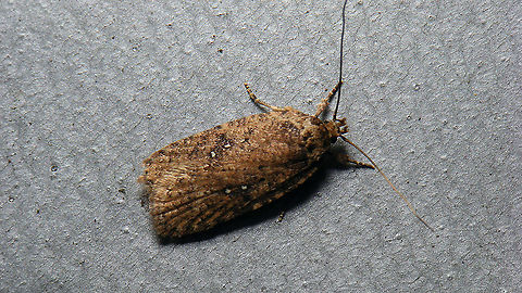 Agonopterix sp. Not sure ... ciliella (or heracliana)? Just the one picture before it took off ...  Agonopterix,Depressariidae,Jane's garden,Moth Week 2021