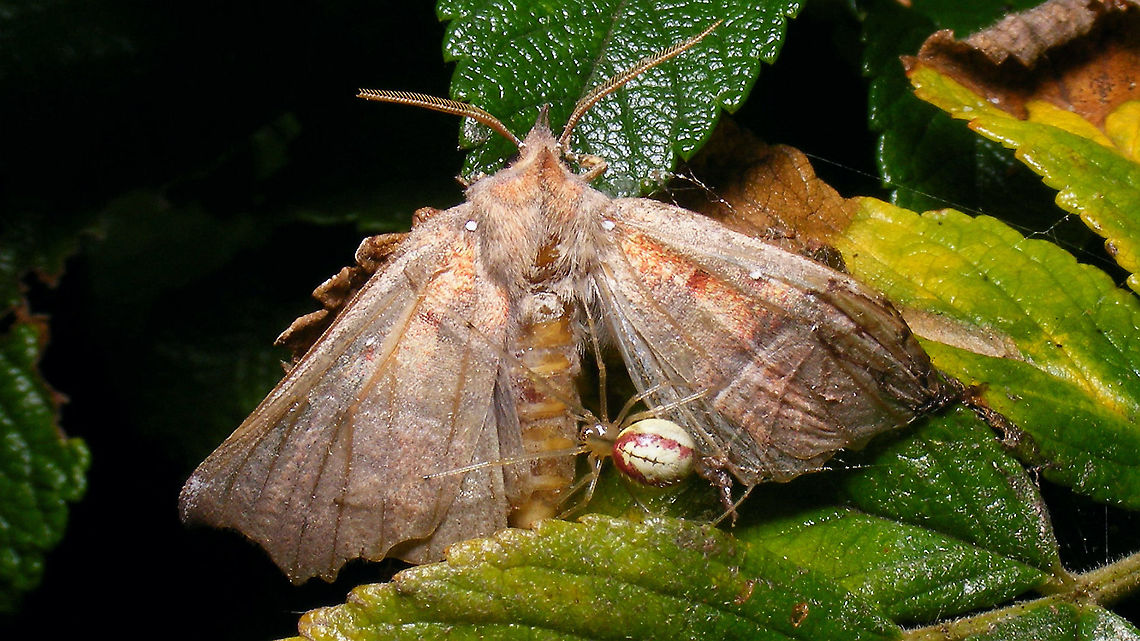 Spider disrespecting the celebration of moths this week A quick run through the garden made me witness this Herald (Scoliopteryx libatrix) wildly flapping its one free wing, fighting for its life, to little or no avail while the other wing was caught in the web of a spider (some Enoplognatha sp.). Soon as it rested the wild wing flapping the spider moved in closer ... Enoplognatha,Erebidae,Herald,Jane's garden,Moth Week 2021,Noctuoidea,Scoliopteryginae,Scoliopterygini,Scoliopteryx libatrix,nl: Roesje,nl: Tandkaak