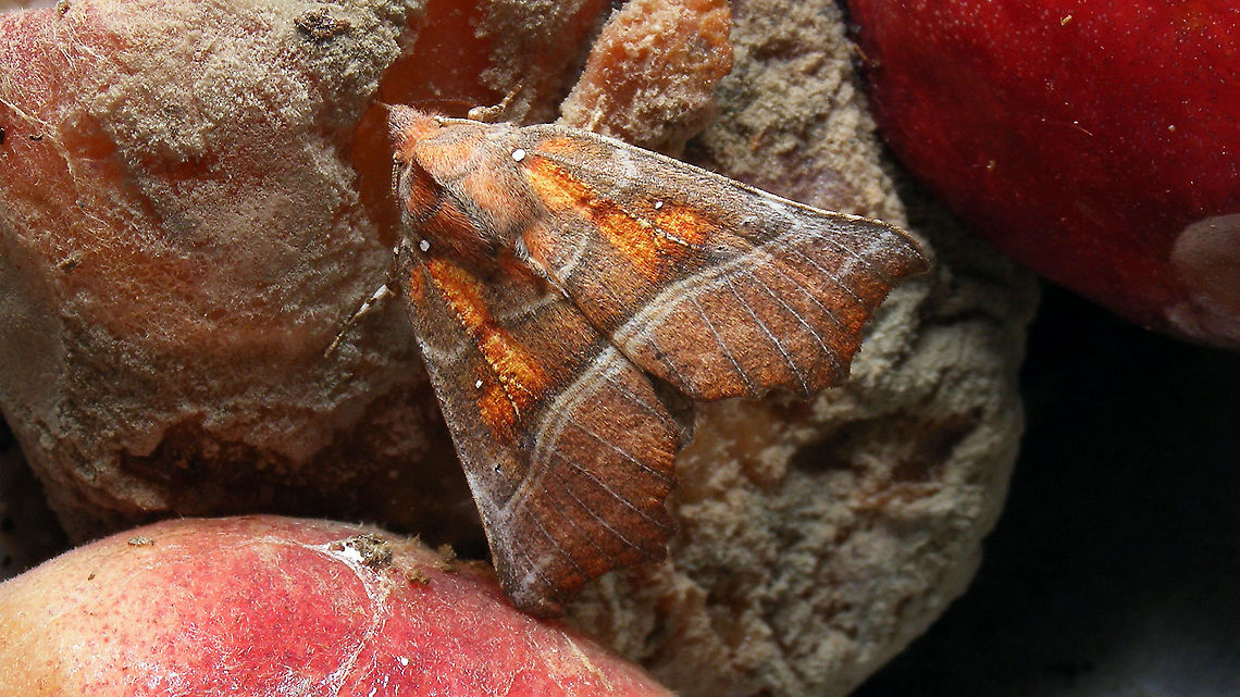 Herald enjoying some gloriously rotten and mouldy fruit  Erebidae,Herald,Jane's garden,Moth Week 2021,Noctuoidea,Scoliopteryginae,Scoliopterygini,Scoliopteryx libatrix,nl: Roesje