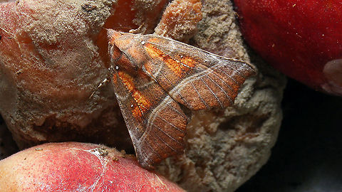 Herald enjoying some gloriously rotten and mouldy fruit  Erebidae,Herald,Jane's garden,Moth Week 2021,Noctuoidea,Scoliopteryginae,Scoliopterygini,Scoliopteryx libatrix,nl: Roesje