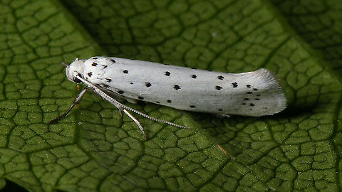 Yponomeuta cagnagella Extremely difficult to ID on morphology. ID based on having had hundreds (thousands?) of caterpillars in our Spindle trees previously. Jane's garden,Moth Week 2021,Spindle ermine,Yponomeuta,Yponomeuta cagnagella,nl: Kardinaalsmutsstippelmot