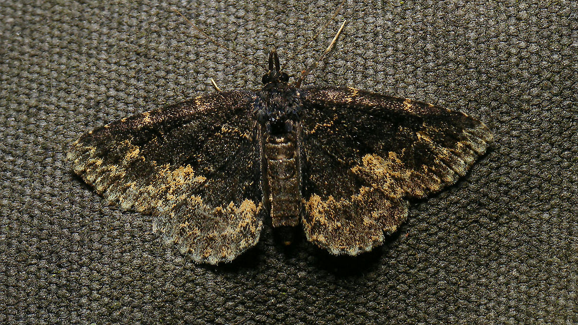 Parascotia fuliginaria Allowed myself another quick run through the garden ... :o) Boletobiinae,Erebidae,Jane's garden,Moth,Moth Week 2021,Noctuoidea,Parascotia,Parascotia fuliginaria,nl: Paddenstoeluil
