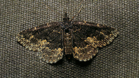 Parascotia fuliginaria Allowed myself another quick run through the garden ... :o) Boletobiinae,Erebidae,Jane's garden,Moth,Moth Week 2021,Noctuoidea,Parascotia,Parascotia fuliginaria,nl: Paddenstoeluil