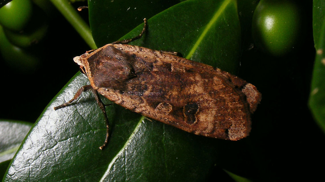 Noctua pronuba Just making sure it&#039;s not missing in this year&#039;s list ;o) Jane's garden,Large yellow underwing,Moth,Moth Week 2021,Noctua,Noctua pronuba,nl: Huismoeder