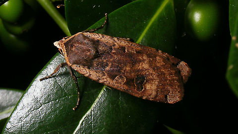 Noctua pronuba Just making sure it's not missing in this year's list ;o) Jane's garden,Large yellow underwing,Moth,Moth Week 2021,Noctua,Noctua pronuba,nl: Huismoeder