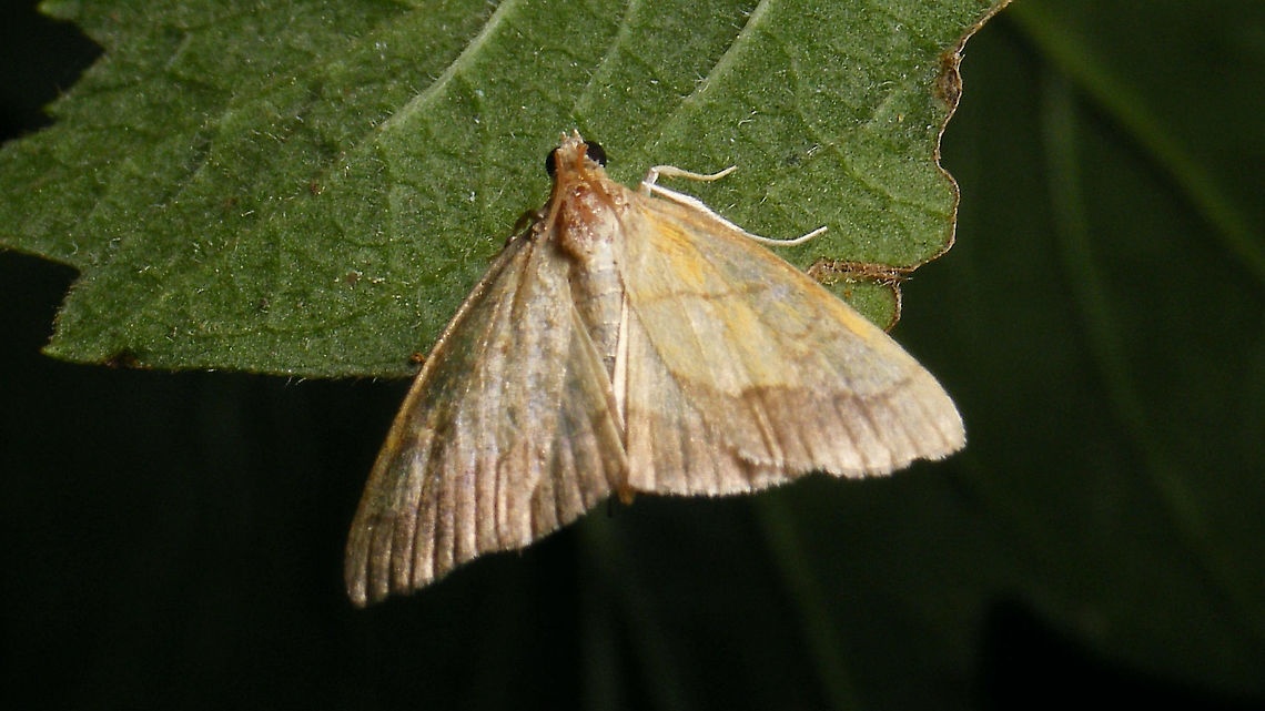 Evergestis limbata Quite worn individual and out of focus shot, but hey ... adding one for the species count ;o) Crambidae,Evergestis,Evergestis limbata,Jane's garden,Moth Week 2021,nl: Gezoomde valkmot