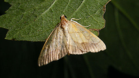 Evergestis limbata Quite worn individual and out of focus shot, but hey ... adding one for the species count ;o) Crambidae,Evergestis,Evergestis limbata,Jane's garden,Moth Week 2021,nl: Gezoomde valkmot