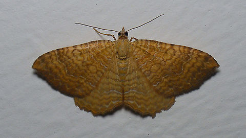 Camptogramma bilineata First this one comes looking for me while I'm minding my own business, so I decide to grant it its participation in Moth Week. Then when I get my camera out, it takes off after just one shot ... duhh ... Camptogramma,Camptogramma bilineata,Geometridae,Geometroidea,Jane's garden,Larentiinae,Lepidoptera,Moth Week 2021,Netherlands,Xanthorhoini,Yellow Shell,nl: Gestreepte goudspanner