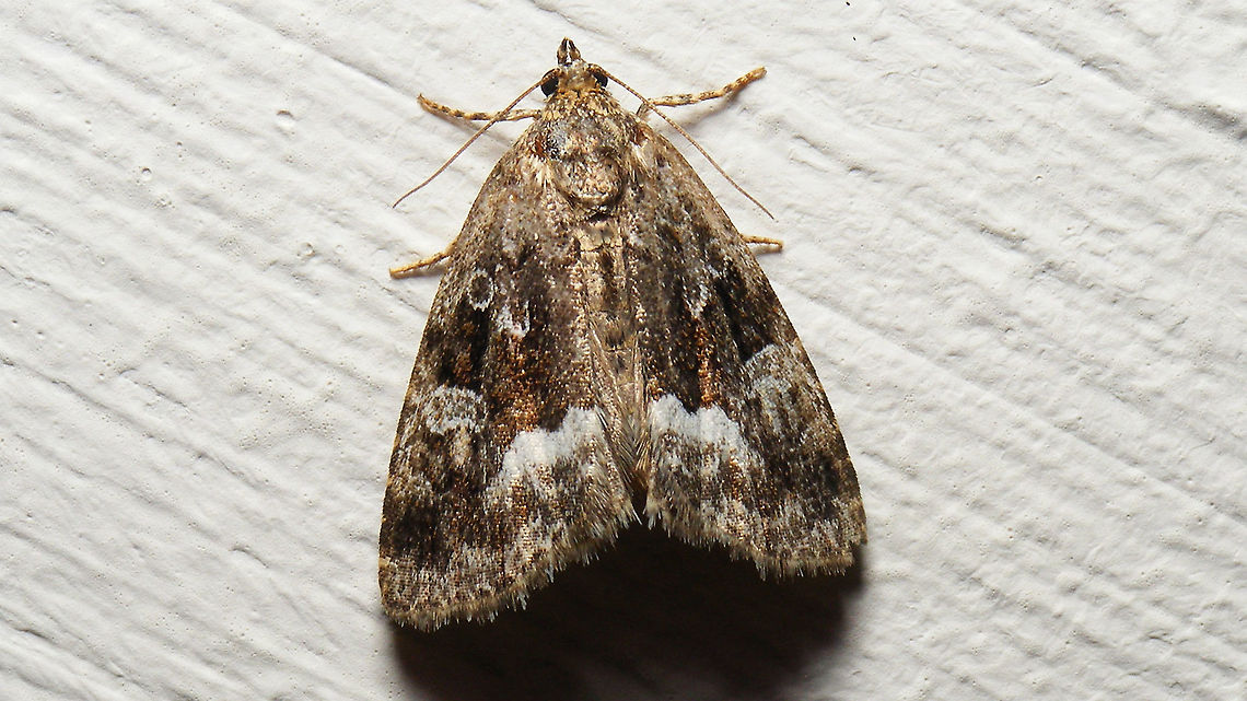Deltote (Protodeltote) pygarga ... shot one or two minutes before midnight, so it still qualifies for Moth Week ;o) Deltote,Deltote pygarga,Eustrotiinae,Jane's garden,Lepidoptera,Marbled white spot,Moth,Moth Week 2021,Noctuidae,Noctuoidea,Protodeltote,Protodeltote pygarga,nl: Donkere marmeruil