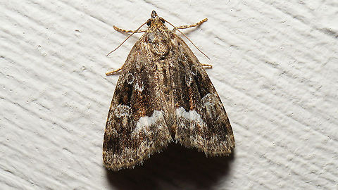 Deltote (Protodeltote) pygarga ... shot one or two minutes before midnight, so it still qualifies for Moth Week ;o) Deltote,Deltote pygarga,Eustrotiinae,Jane's garden,Lepidoptera,Marbled white spot,Moth,Moth Week 2021,Noctuidae,Noctuoidea,Protodeltote,Protodeltote pygarga,nl: Donkere marmeruil