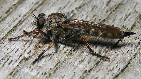 Tolmerus atricapillus - Female  Asilidae,Asilinae,Brachycera,Diptera,Jane's garden,Machimus atricapillus,Tolmerus,Tolmerus atricapillus,nl: Gewone roofvlieg