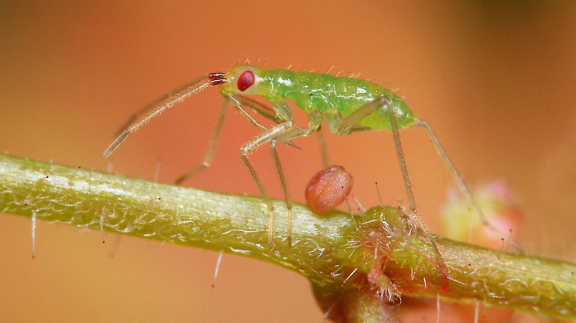 Dicyphus errans - Nymph, lateral The orangy-red leafs of the Herb Robert it was on give it a nice contrasting background me thinks :o) Bryocorinae,Dicyphini,Dicyphus,Dicyphus errans,Heteroptera,Jane's garden,Miridae,Netherlands,Nymph,nl: Zwervende bochelwants