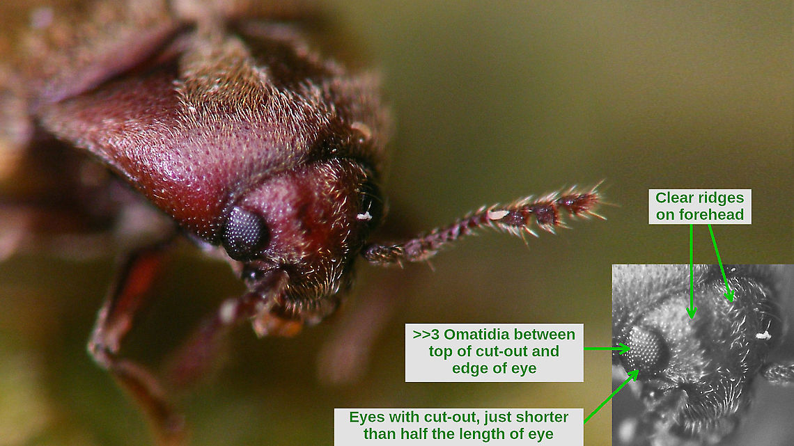 Trixagus dermestoides - ID-help Full beetle here:<br />
<figure class="photo"><a href="https://www.jungledragon.com/image/119450/trixagus_dermestoides_linnaeus_1766.html" title="Trixagus dermestoides (Linnaeus, 1766)"><img src="https://s3.amazonaws.com/media.jungledragon.com/images/3043/119450_thumb.jpg?AWSAccessKeyId=05GMT0V3GWVNE7GGM1R2&Expires=1759968010&Signature=7JZU4bHrOg4JCSssNBQaw6JQt%2BQ%3D" width="200" height="114" alt="Trixagus dermestoides (Linnaeus, 1766) This Trixagus dermestoides was either &quot;ducking&quot; or running about too fast to focus ... not the nicest posture, but at least I got some shots of the head/eyes in to make ID possible ;o)<br />
https://www.jungledragon.com/image/119451/trixagus_dermestoides_-_id-help.html Elateriformia,Elateroidea,Jane&#039;s garden,Throscidae,Trixagus,Trixagus dermestoides" /></a></figure> Elateriformia,Elateroidea,Jane's garden,Throscidae,Trixagus,Trixagus dermestoides