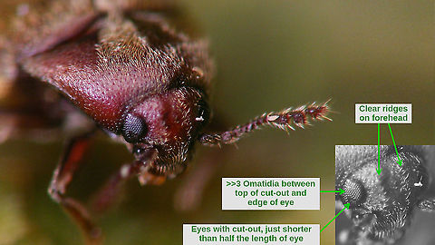 Trixagus dermestoides - ID-help Full beetle here:
https://www.jungledragon.com/image/119450/trixagus_dermestoides_linnaeus_1766.html Elateriformia,Elateroidea,Jane's garden,Throscidae,Trixagus,Trixagus dermestoides