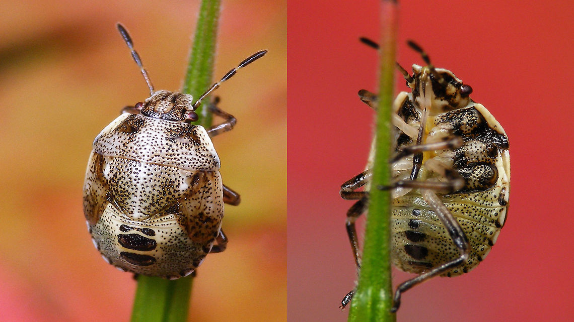 Stagonomus venustissimus - Nymph (5th std.) Portrait here:<br />
<figure class="photo"><a href="https://www.jungledragon.com/image/119453/stagonomus_venustissimus_-_nymph_5th_std._portrait.html" title="Stagonomus venustissimus - Nymph (5th std.), portrait"><img src="https://s3.amazonaws.com/media.jungledragon.com/images/3043/119453_thumb.jpg?AWSAccessKeyId=05GMT0V3GWVNE7GGM1R2&Expires=1763596810&Signature=a90fBvS6BHl4c9ovcWDgYaJ9w78%3D" width="200" height="114" alt="Stagonomus venustissimus - Nymph (5th std.), portrait Portrait of this adolescent:<br />
https://www.jungledragon.com/image/119452/stagonomus_venustissimus_-_nymph_5th_std.html Eysarcorini,Eysarcoris,Eysarcoris venustissimus,Heteroptera,Jane&#039;s garden,Nymph,Pentatomidae,Pentatominae,Stagonomus venustissimus,Woundwort shieldbug,nl: Andoornschildwants" /></a></figure> Eysarcorini,Eysarcoris,Eysarcoris venustissimus,Heteroptera,Jane's garden,Nymph,Pentatomidae,Pentatominae,Stagonomus venustissimus,Woundwort shieldbug,nl: Andoornschildwants