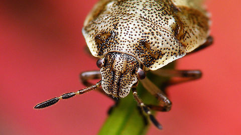 Stagonomus venustissimus - Nymph (5th std.), portrait Portrait of this adolescent:
https://www.jungledragon.com/image/119452/stagonomus_venustissimus_-_nymph_5th_std.html Eysarcorini,Eysarcoris,Eysarcoris venustissimus,Heteroptera,Jane's garden,Nymph,Pentatomidae,Pentatominae,Stagonomus venustissimus,Woundwort shieldbug,nl: Andoornschildwants
