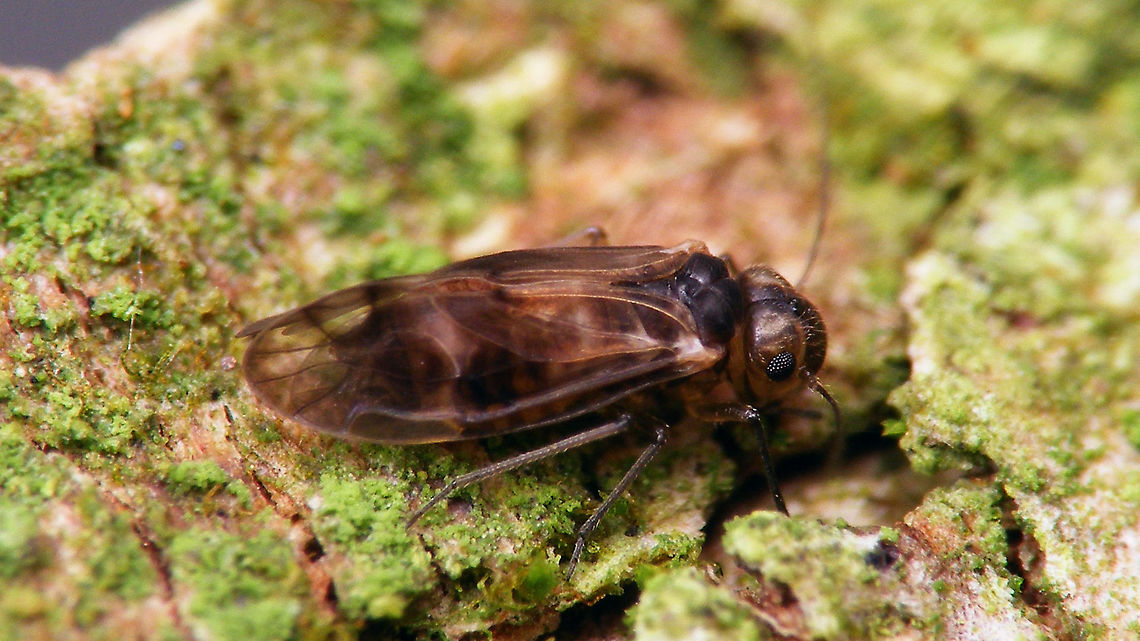 Peripsocus milleri - Female Yesterday Corry Pul sent me a sample of Peripsocus milleri for verification, that she had found in Harderwijk (inside the pipes of a bamboo wind chime of all places :o) so I had an opportunity to shoot some more images of this species again ...<br />
Observation: <a href="https://waarneming.nl/observation/221249070/" rel="nofollow">https://waarneming.nl/observation/221249070/</a> Barklouse,Peripsocidae,Peripsocus,Peripsocus milleri,Psocoptera