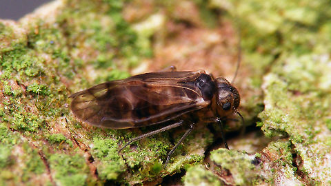 Peripsocus milleri - Female Yesterday Corry Pul sent me a sample of Peripsocus milleri for verification, that she had found in Harderwijk (inside the pipes of a bamboo wind chime of all places :o) so I had an opportunity to shoot some more images of this species again ...
Observation: https://waarneming.nl/observation/221249070/ Barklouse,Peripsocidae,Peripsocus,Peripsocus milleri,Psocoptera