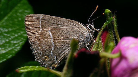 Favonius quercus - Sleeping in the roses  Eikenpage,Favonius,Favonius quercus,Jane's garden,Lycaenidae,Neozephyrus quercus,Netherlands,Purple hairstreak,Quercusia quercus