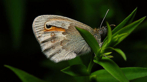 Coenonympha pamphilus Underside of forewing showing due to damage in hind wing :o) Coenonympha,Coenonympha pamphilus,Coenonymphini,Jane's garden,Lepidoptera,Nymphalidae,Papilionoidea,Satyrinae,Small Heath,nl: Hooibeestje