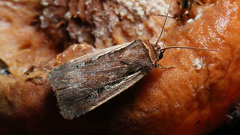 Ochropleura plecta  Flame shoulder,Jane's garden,Noctuidae,Noctuinae,Noctuini,Noctuoidea,Ochropleura,Ochropleura plecta,nl: Haarbos