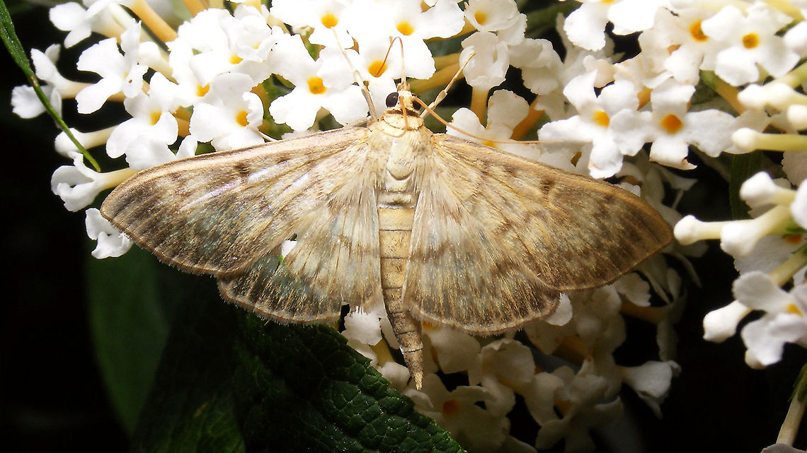 Pleuroptya ruralis, drinking  Crambidae,Jane's garden,Lepidoptera,Moth,Mother of Pearl,Patania ruralis,Pleuroptya,Pleuroptya ruralis,Pyraloidea,Spilomelinae,nl: Parelmoermot